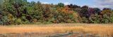 Photo of a wetland landscape