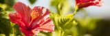 Photo of a hibiscus