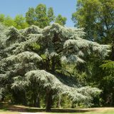 A horizontal shot of a tree at NYBG.