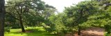 Conifers at NYBG.