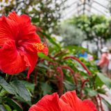 Closeup of a red Hibiscus