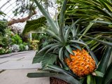 Image of a pineapple in the Georgia O'Keeffe: Visions of Hawai‘i exhibit