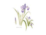 A Plein-Air watercolor painting of Wild Irises by Deborah Dion