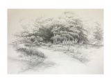 A Plein-Air graphite drawing of the Rock Garden by Frank Guida