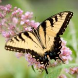 A yellow and black butterfly resting on a flower.