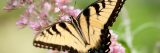 A yellow and black butterfly resting on a flower.