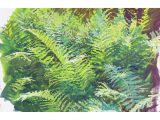 A Plein-Air painting of Cinnamon Ferns by James Gurney