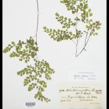 An Adiantum raddiadum specimen from the Steere Herbarium.