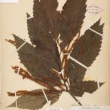 A Castanea specimen from the Steere Herbarium.