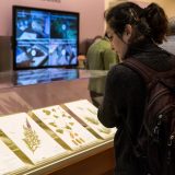 A visitor viewing specimens in the What in the World is a Herbarium? exhibition.