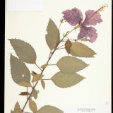 A Hibiscus rosa sinensis specimen from the Steere Herbarium.