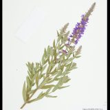 A Lythrum salicaria specimen from the Steere Herbarium.