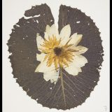 A Nymphaea lotus specimen from the Steere Herbarium.