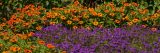 an image of purple and orange flowers
