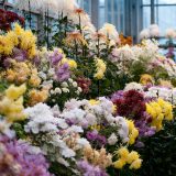A chysanthemum display in the Nolen Greenhouses.