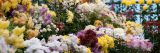 A chysanthemum display in the Nolen Greenhouses.