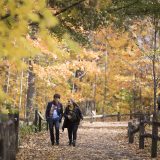 Fall Forest Weekends