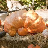 Photo of a giant pumpkin