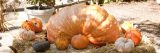 Photo of a giant pumpkin