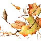 Painting of Liriodendron