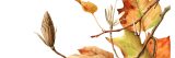 Painting of Liriodendron