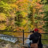Photo of the forest in fall