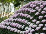 An ozukuri chrysanthemum display.