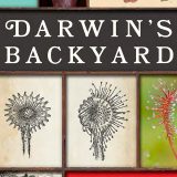 Images of Sundew plants with a sign that says "Darwin's Backyard"