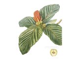 A watercolor painting of a Ficus dammaropsis