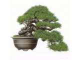 An oil painting of a Black Pine Bonsai