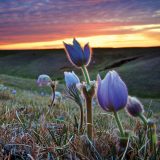 Photo of wild crocus