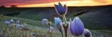 Photo of wild crocus in an open field