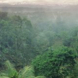 An aerial view of a rainforest