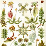 Drawing of Hepaticae plants