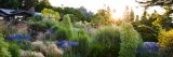 flowers and plants with a house in the background