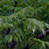 An image of the leaves and branches of a White Ash tree.