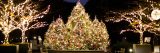 The evergreen trees in the Leon Levy Visitor Center lit for Christmas.