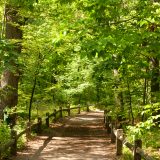 The Forest in spring.