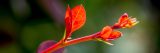 Photo of Berberis thunbergii