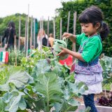 A young girl watering plants in the Edible Academy's garden.