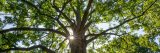 An image of the sun shining through the branches of a White Ash tree.