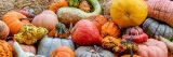 Close up of mutliple types of gourds, in red, green, yellow and orange