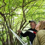 Two people pruning a tree