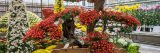 A large display of Kiku in the Nolen Greenhouses.