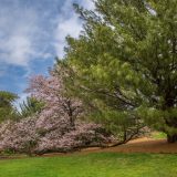 The Ross Conifer Arboretum in spring.