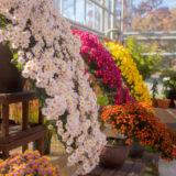 Arrays of pink, yellow, and orange flowers in cascading forms