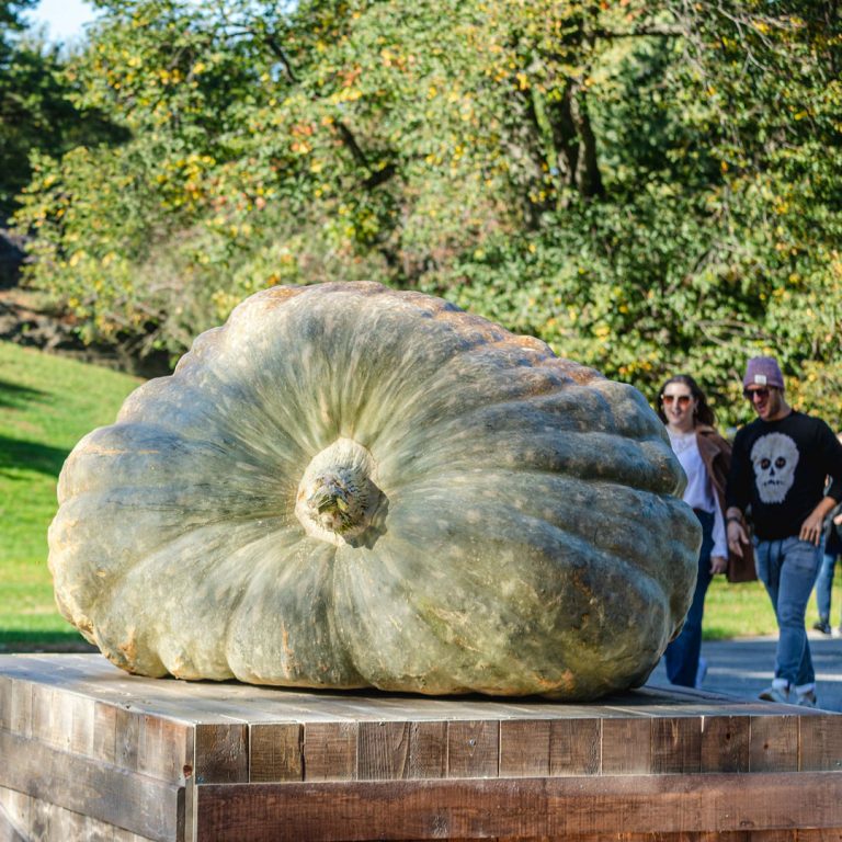 Giant pumpkin weekend new york botanical garden