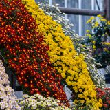 Photo of cascading kiku flowers