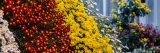 Photo of cascading kiku flowers