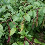 Image of a Pokeweed